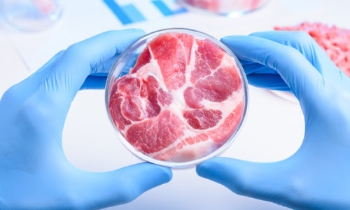 Whole meat sample in laboratory Petri dish. Cultured lab grown meat or meat examination concept.